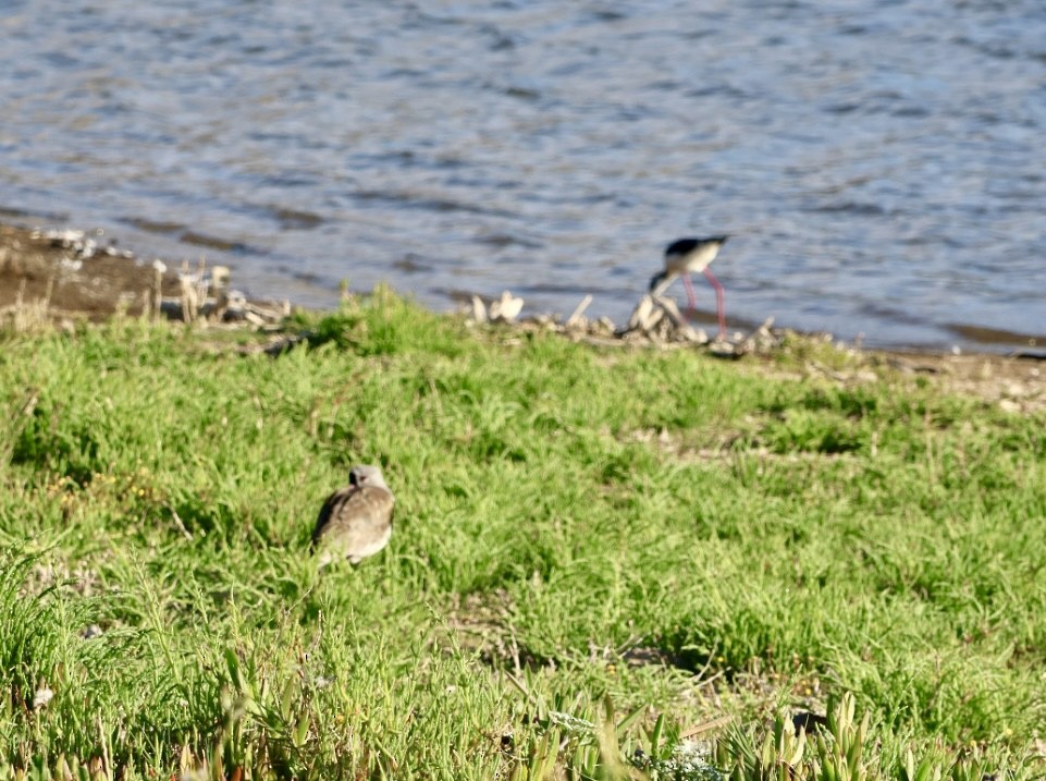 čejka jihoamerická - ML646876941