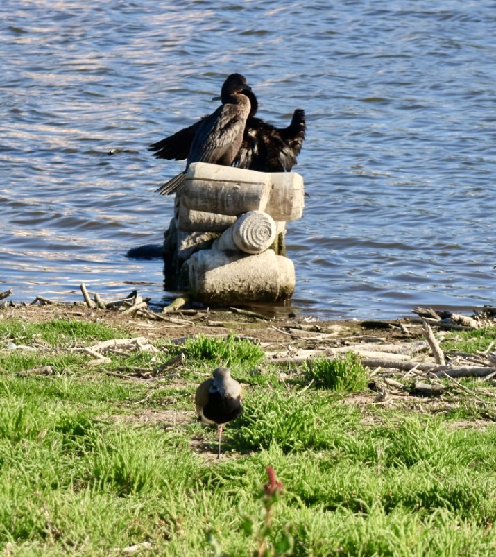 čejka jihoamerická - ML646876942