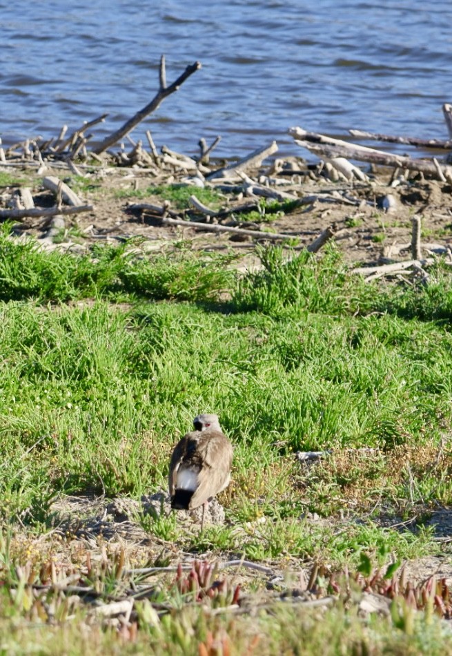 čejka jihoamerická - ML646876943