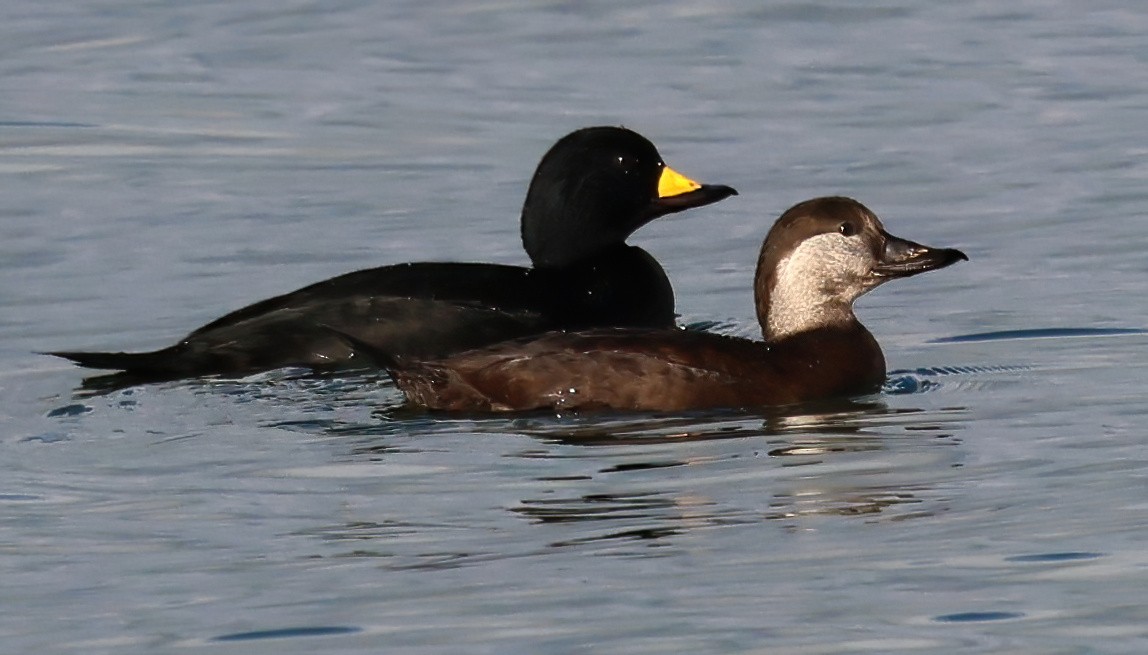 Black Scoter - ML646876945