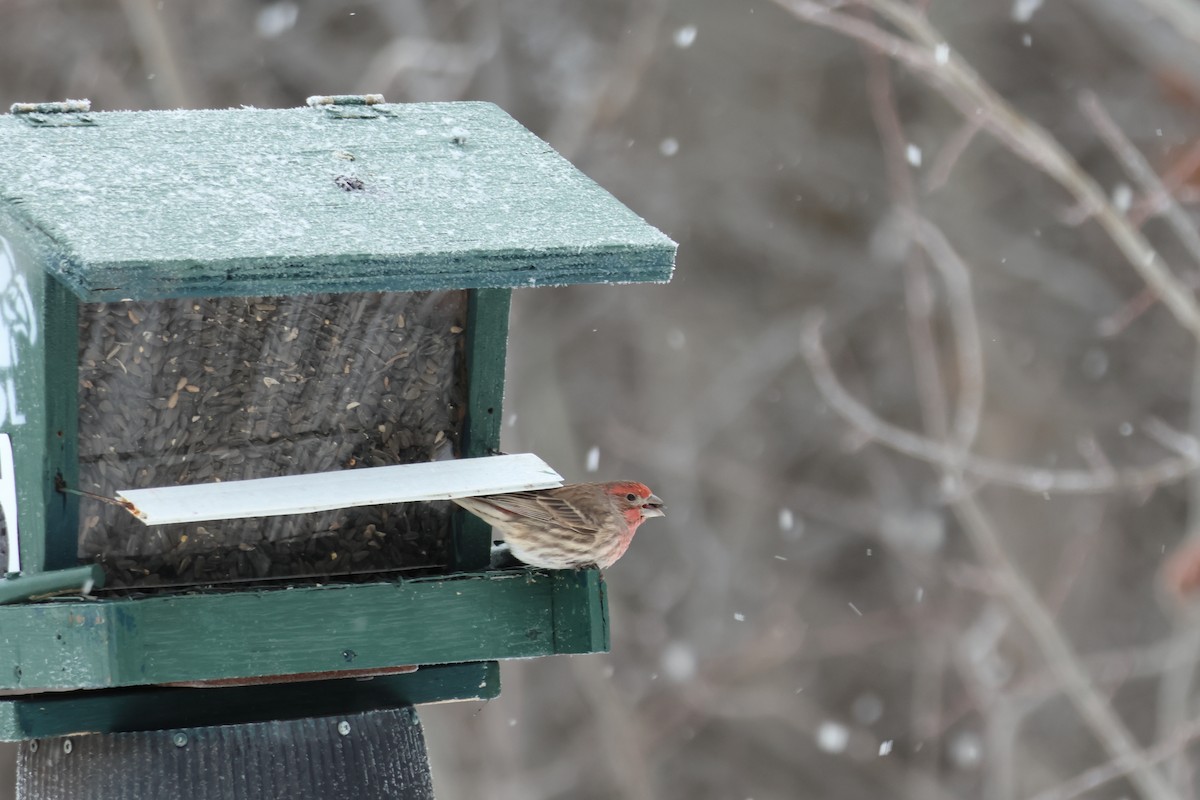House Finch - ML646876946