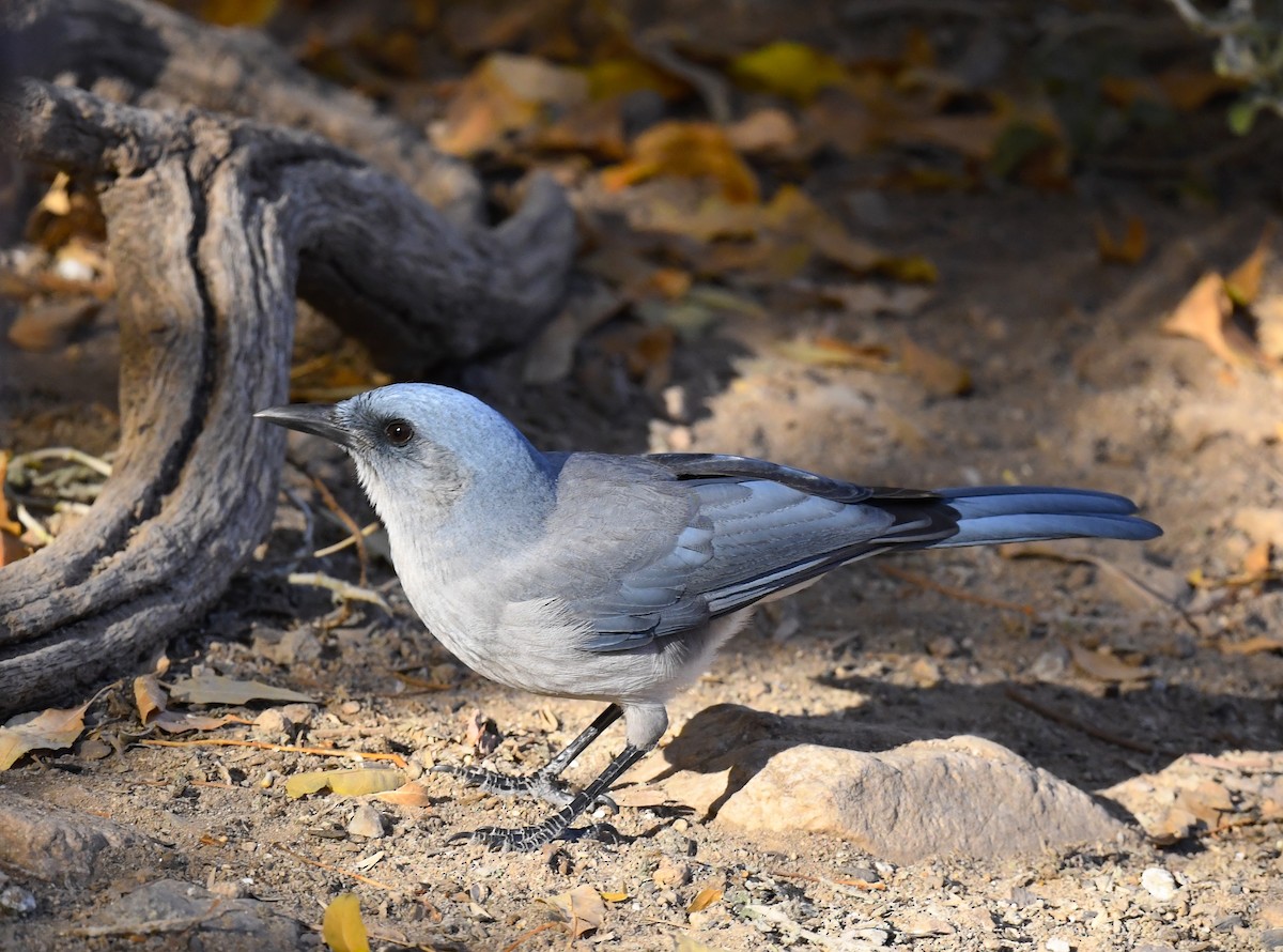 Mexican Jay (Arizona) - ML646876947