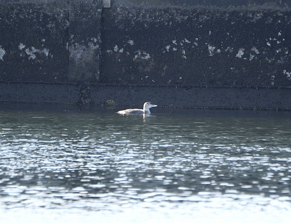 Yellow-billed Loon - ML646876950