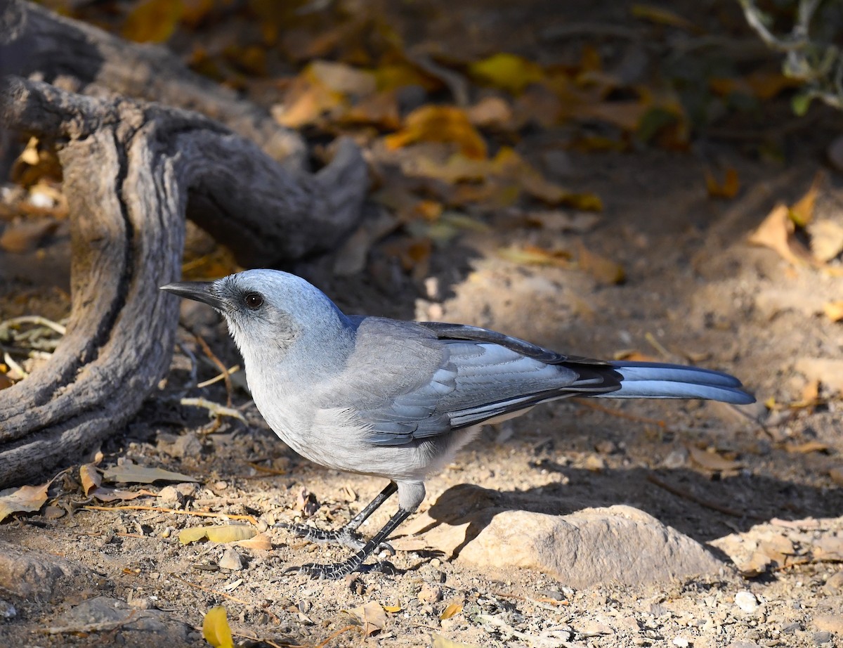 Mexican Jay (Arizona) - ML646876951