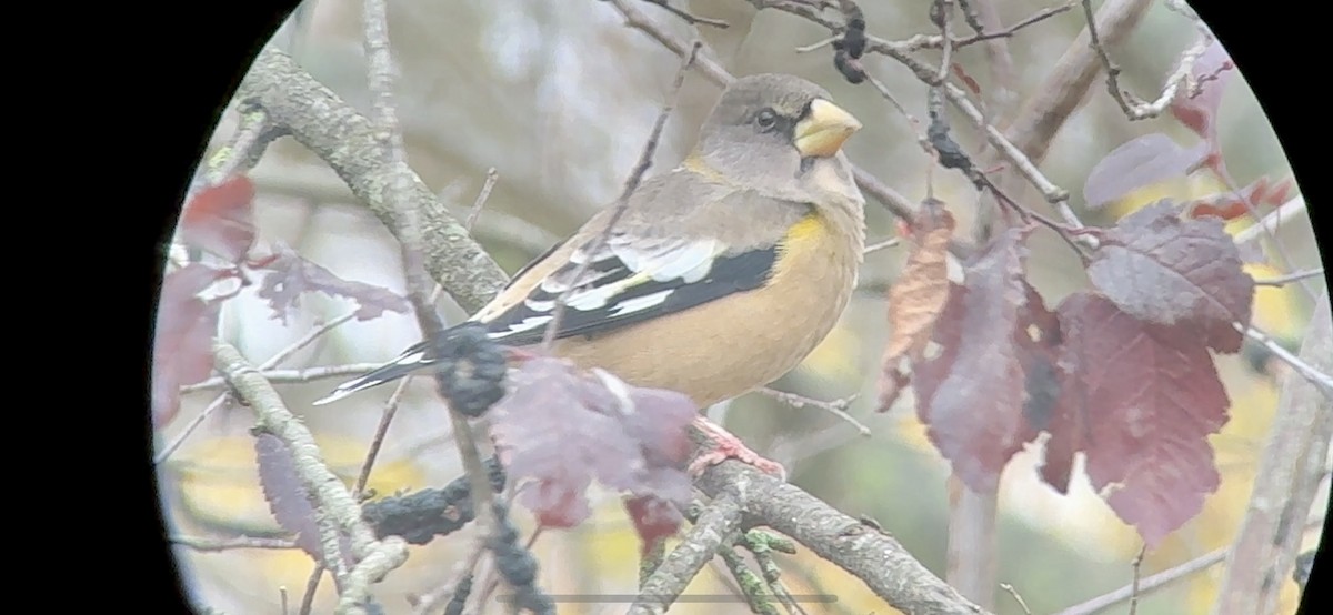 Evening Grosbeak - ML646876952