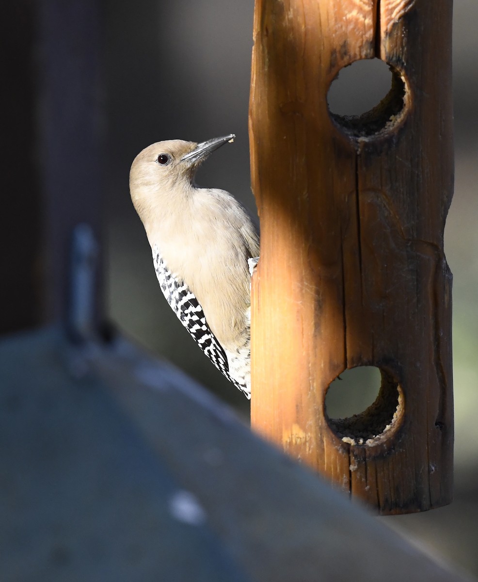 Carpintero de Gila - ML646876956