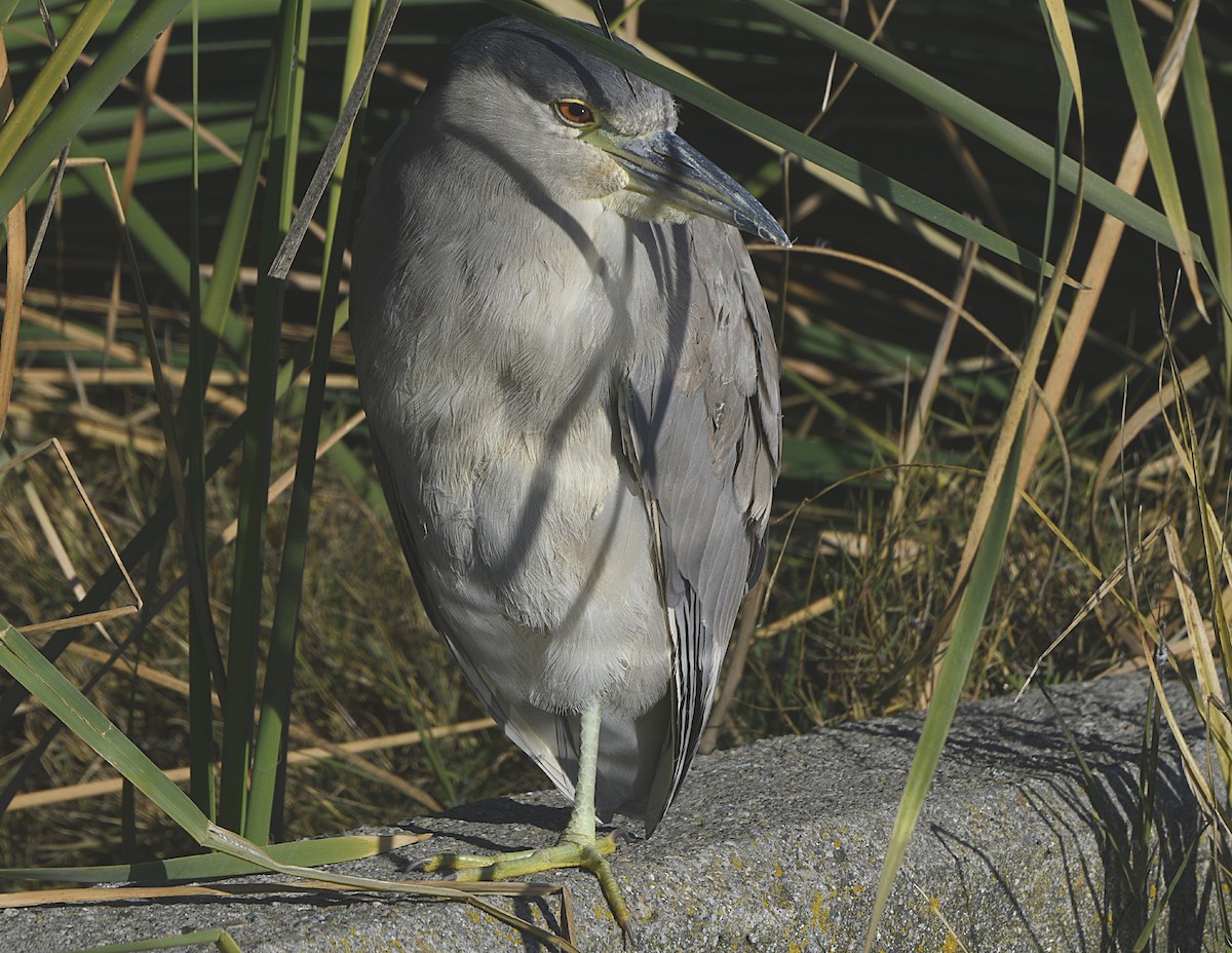 Black-crowned Night Heron - ML646876958