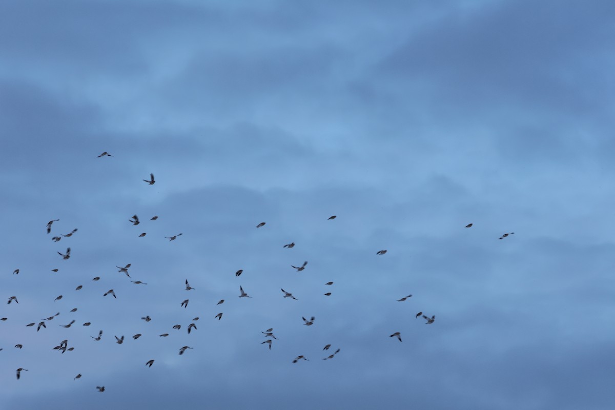 Snow Bunting - ML646876960