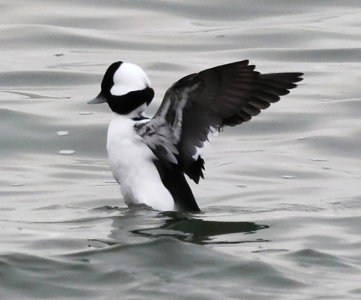 Porrón Albeola - ML646876963