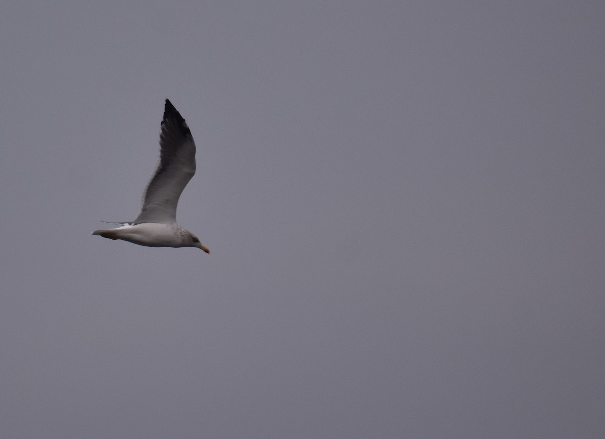 Kaio iluna - ML646876964