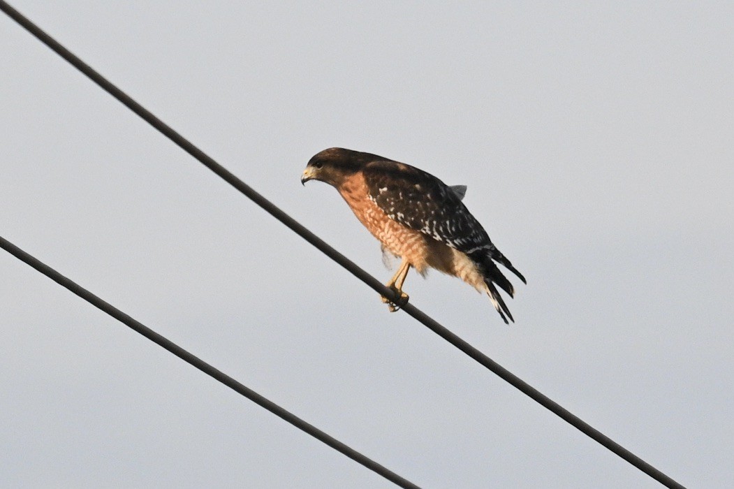 Red-shouldered Hawk - ML646876965