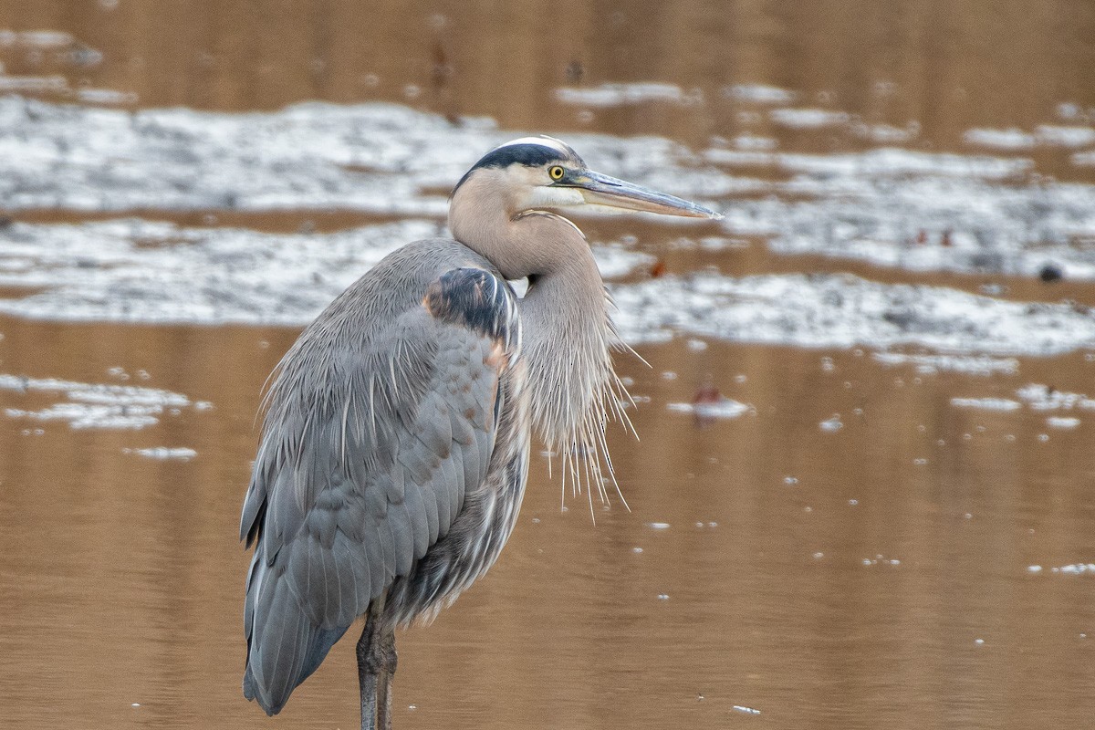 Great Blue Heron - ML646876967