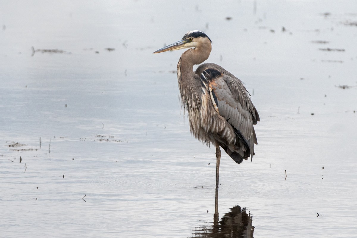 Great Blue Heron - ML646876968