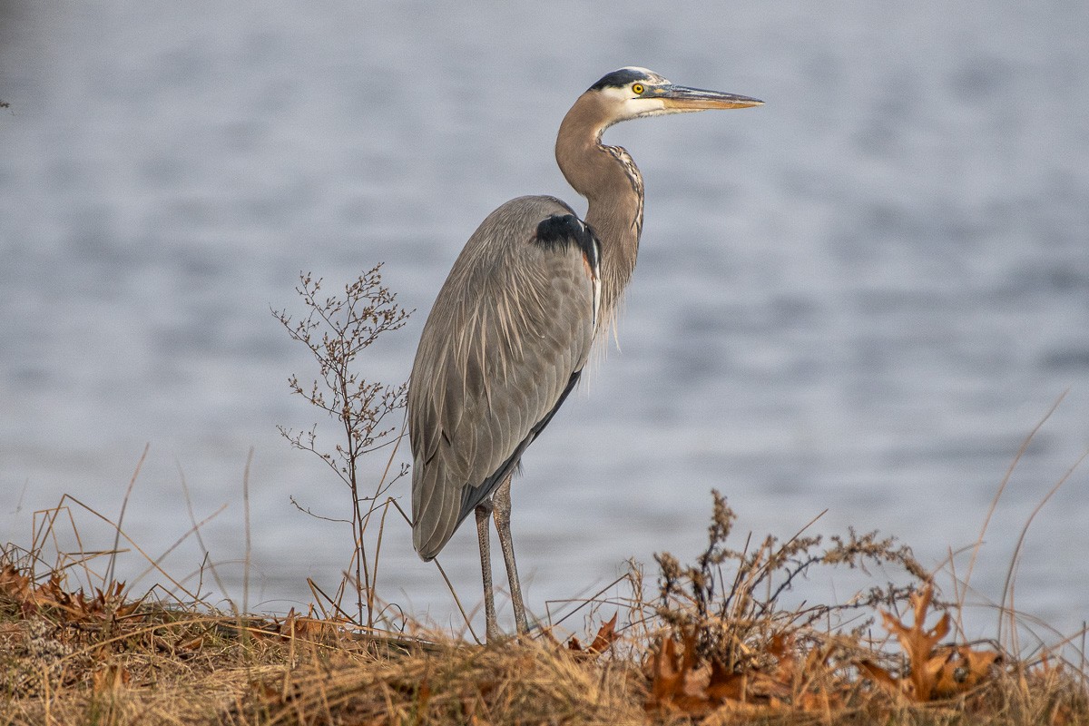 Great Blue Heron - ML646876969