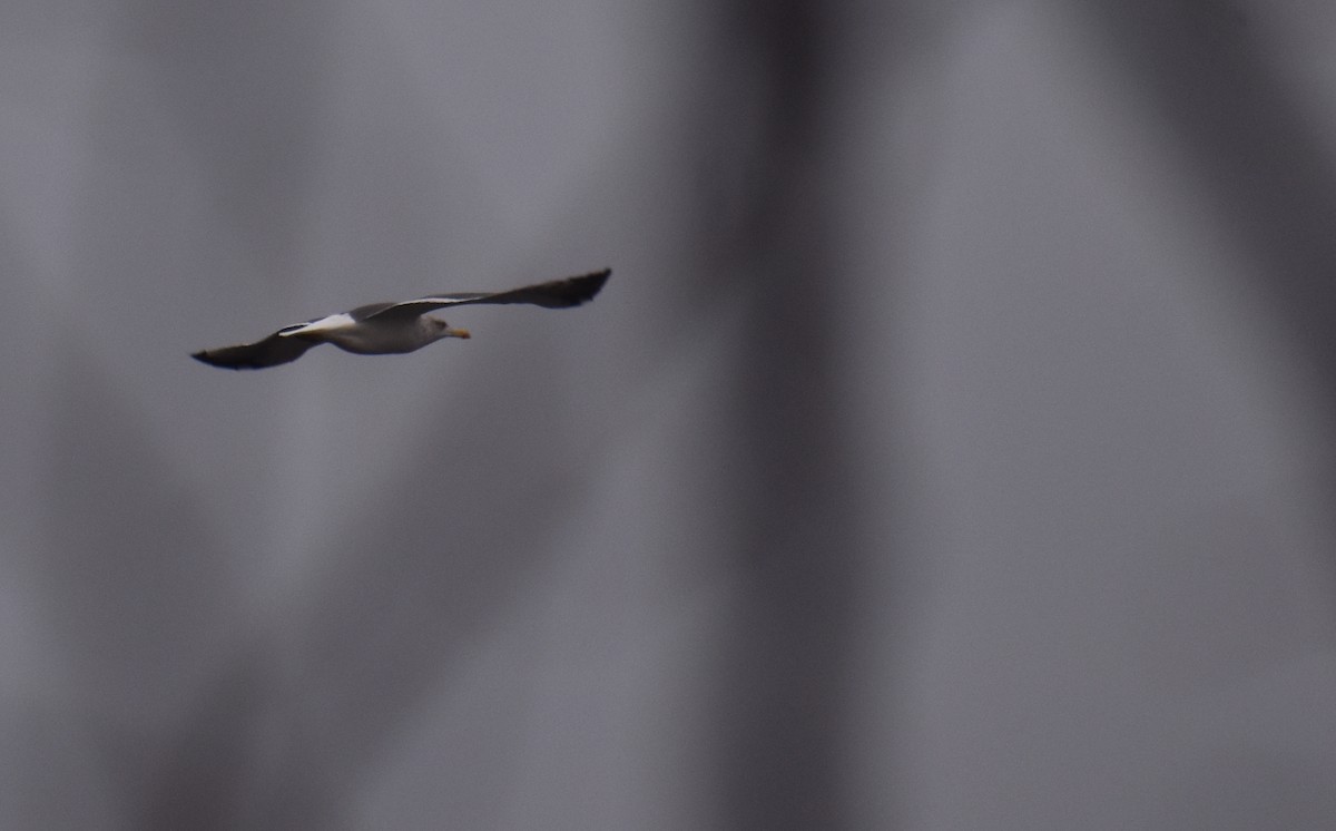 Kaio iluna - ML646876972