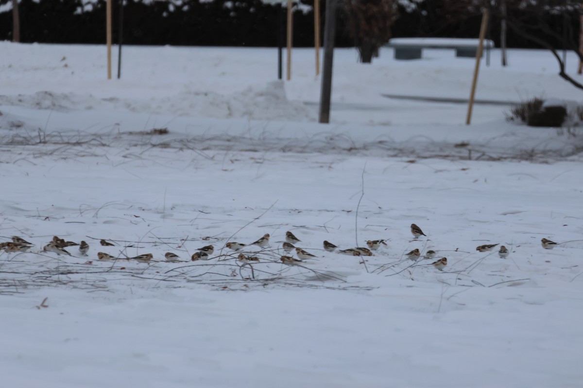 Snow Bunting - ML646876973