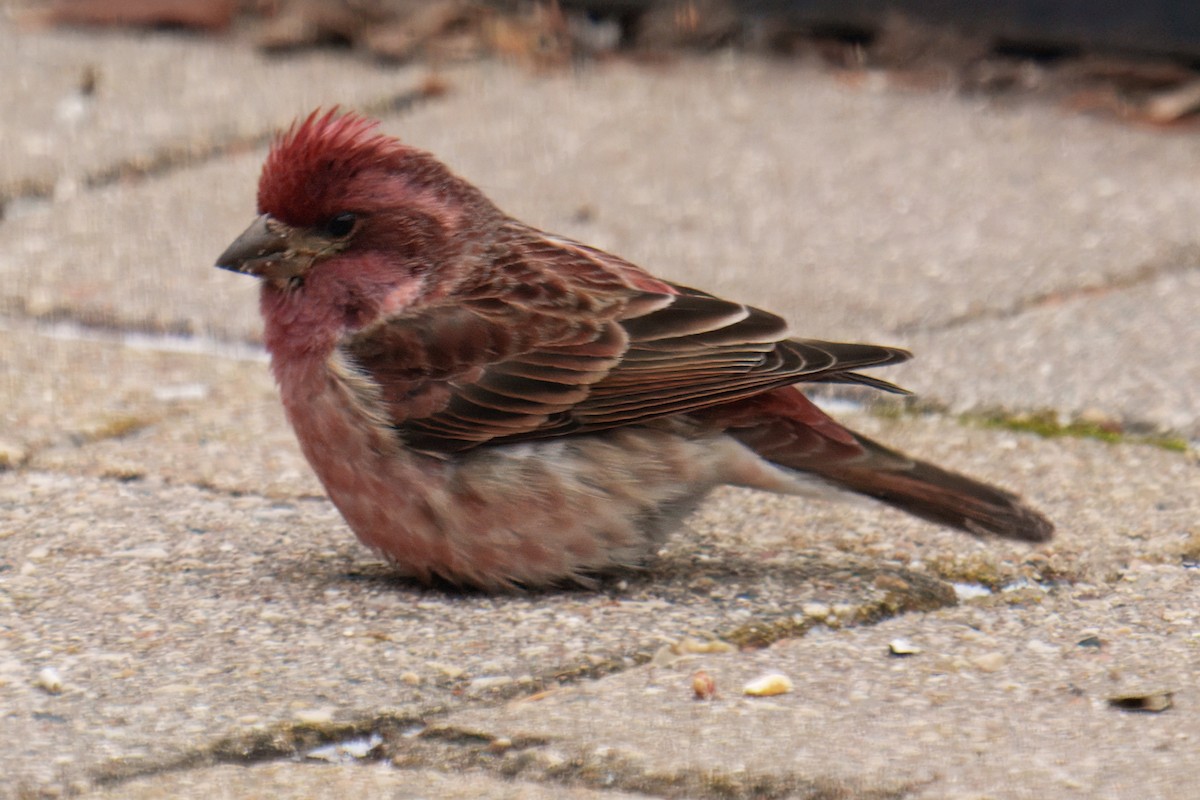 Purple Finch - ML646876974