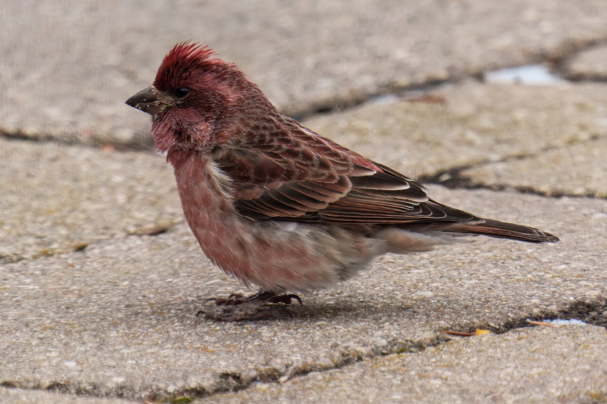 Purple Finch - ML646876975