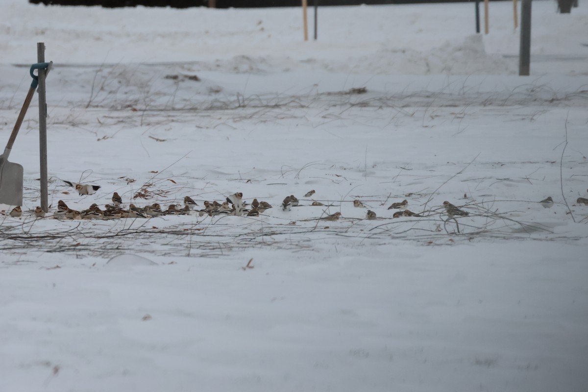 Snow Bunting - ML646876978