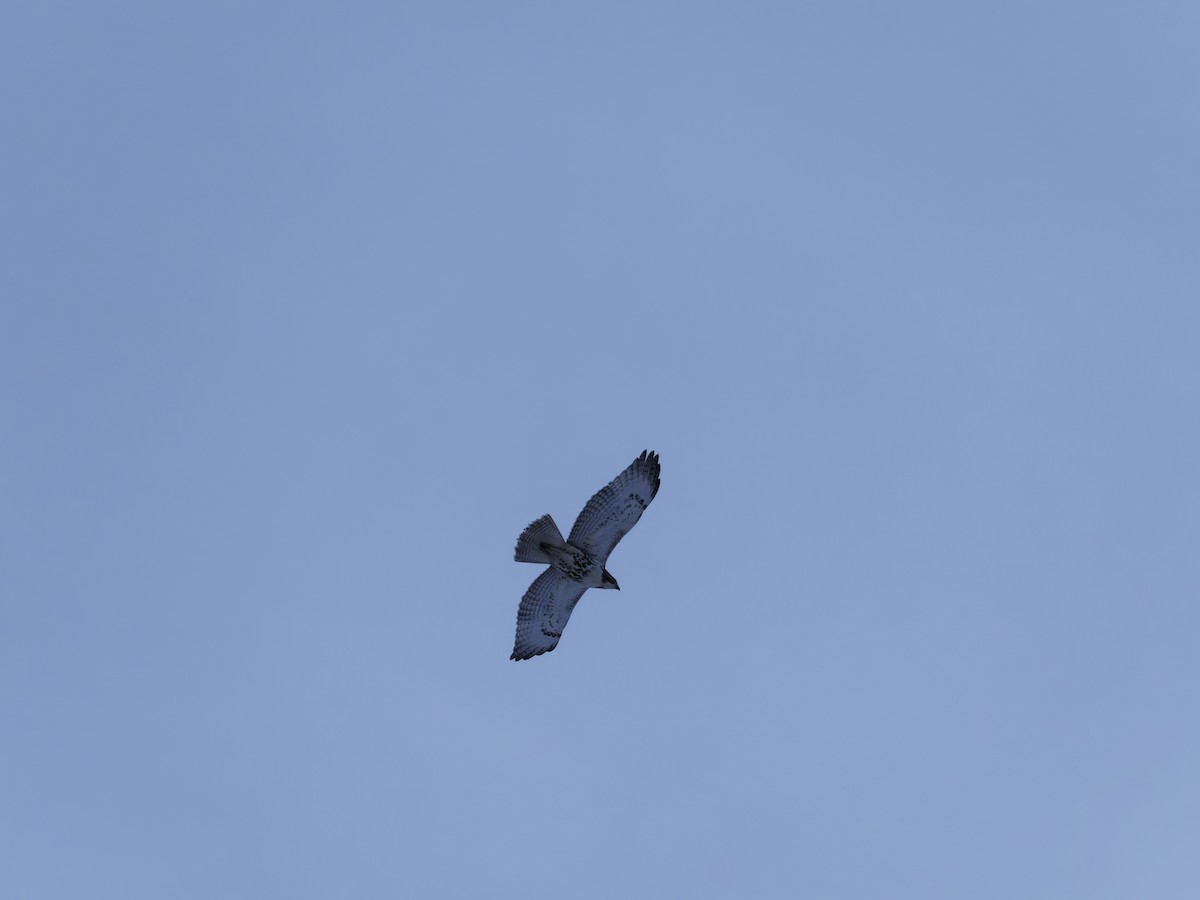 Red-tailed Hawk - ML646876979