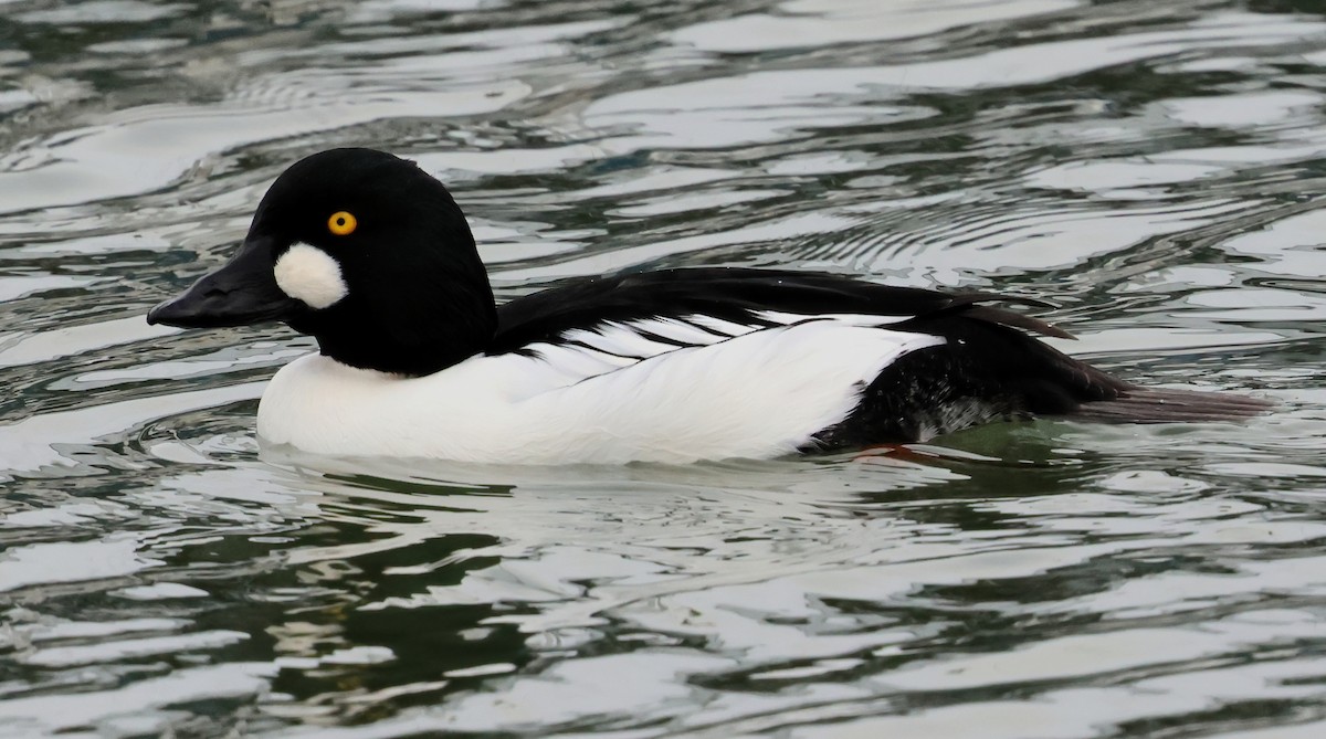 Quattrocchi - ML646876980