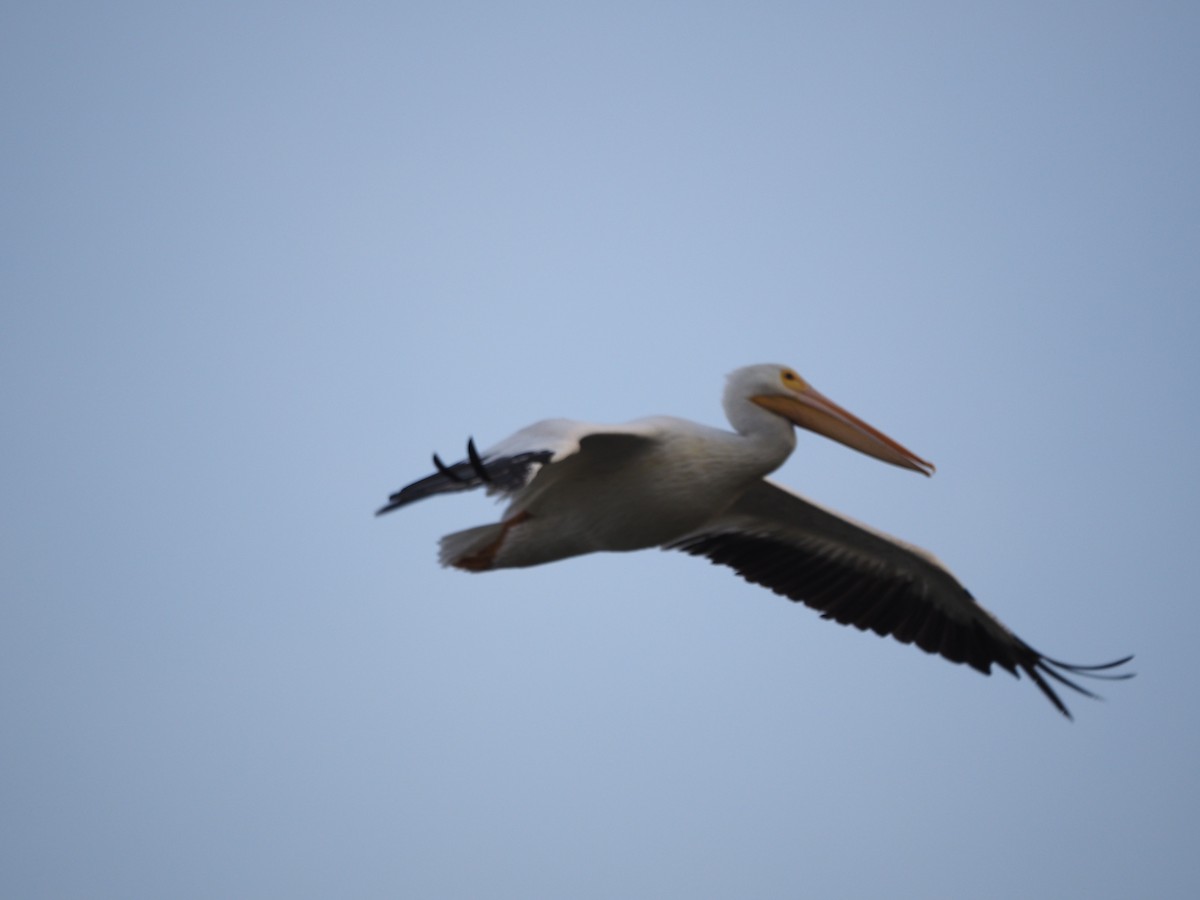 American White Pelican - ML646876986