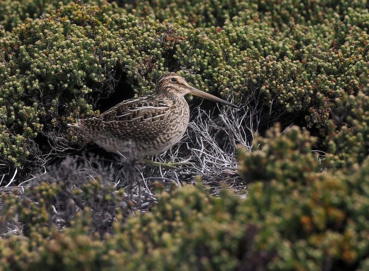 bekasina magellanská - ML646876990