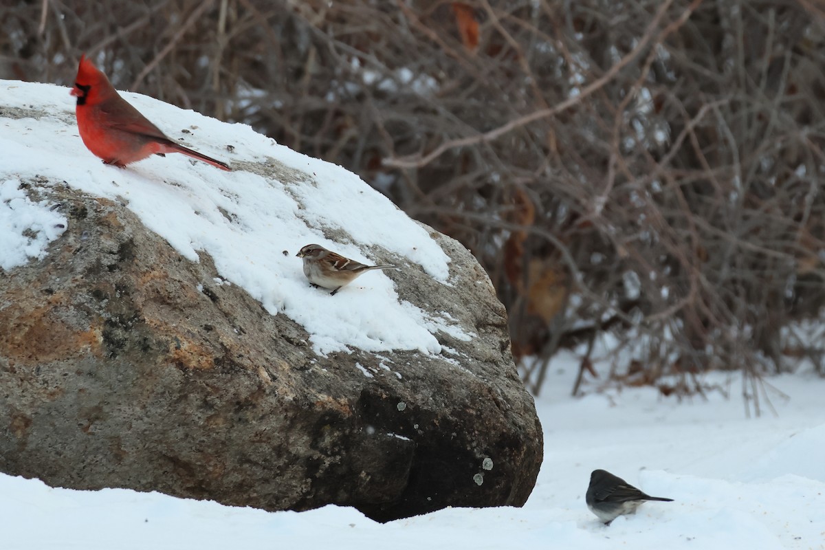 American Tree Sparrow - ML646876993