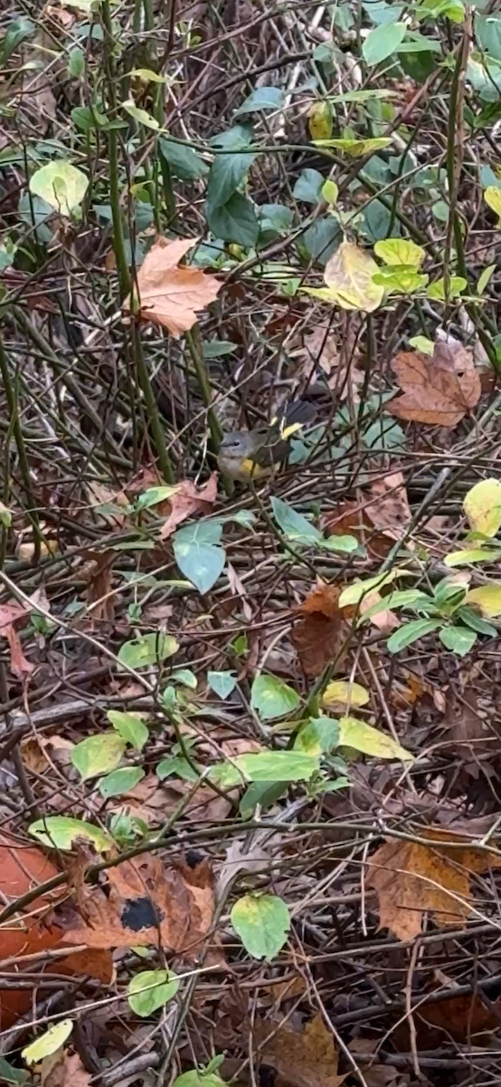 American Redstart - ML646876995