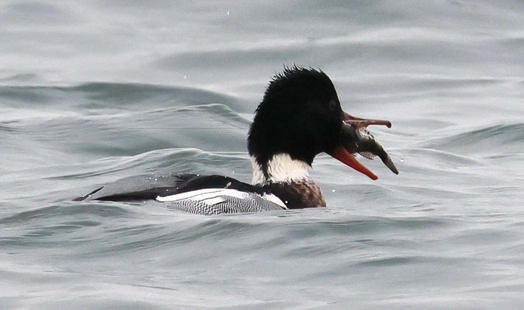 Serreta Mediana - ML646876999