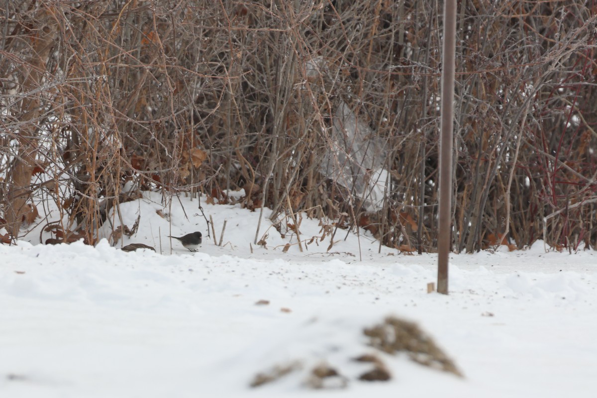 Dark-eyed Junco - ML646877000