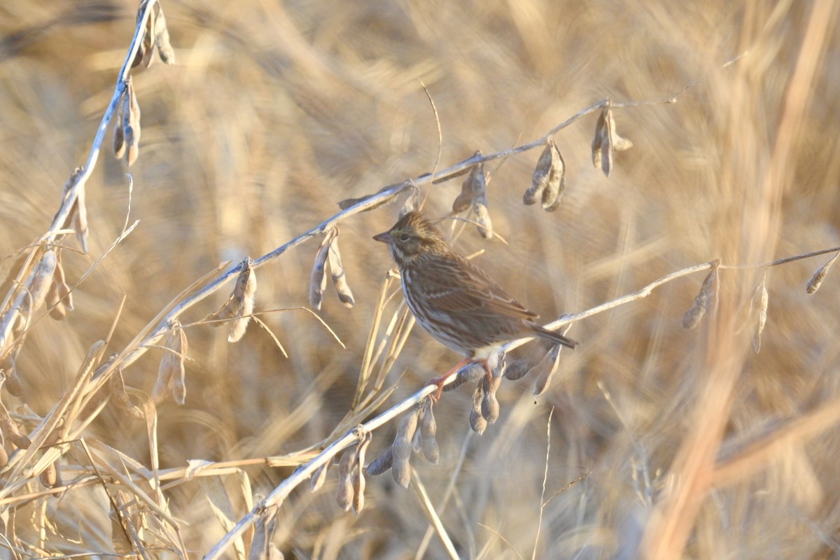 Savannah Serçesi - ML646877001