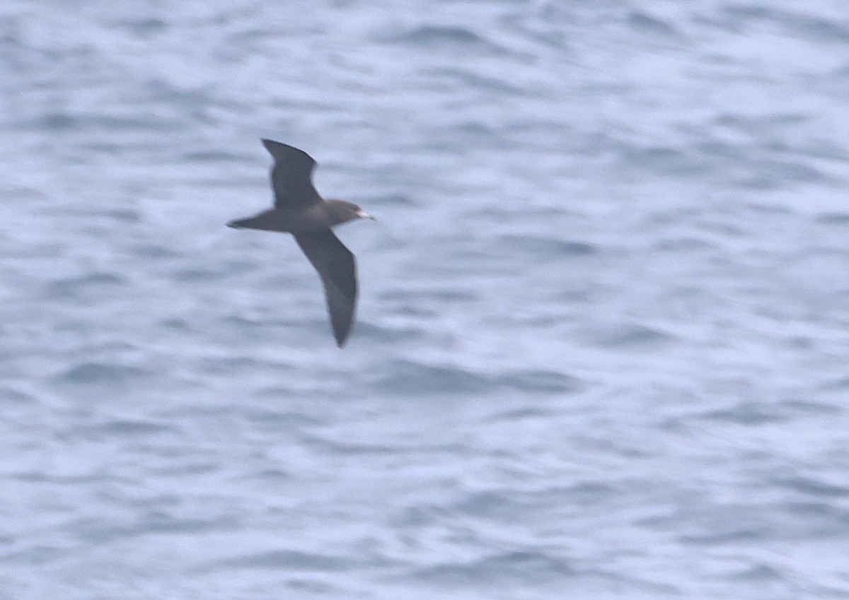 Буревісник світлоногий - ML646877002