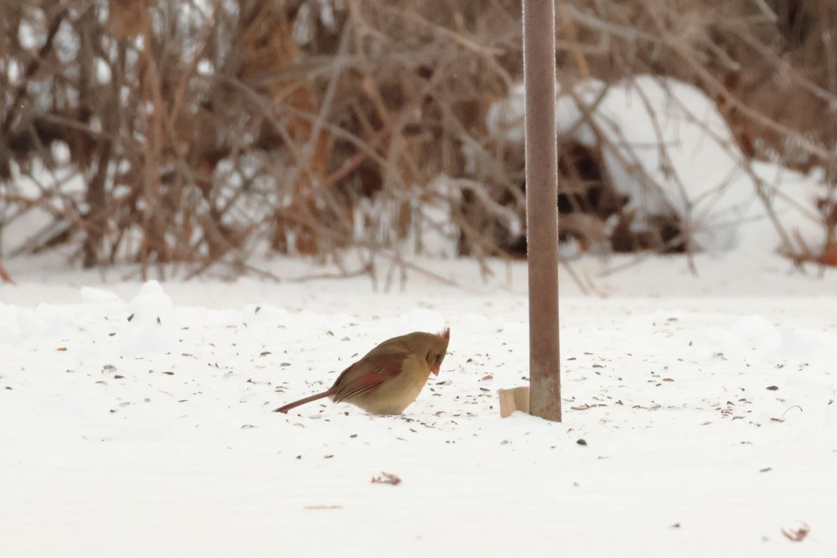 Northern Cardinal - ML646877003