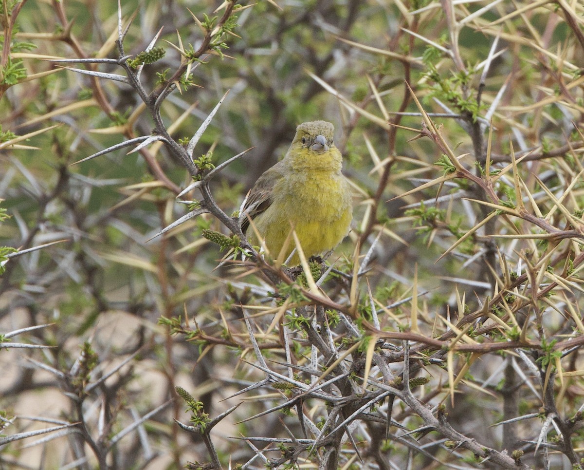 Оливковый зерноед - ML646877004