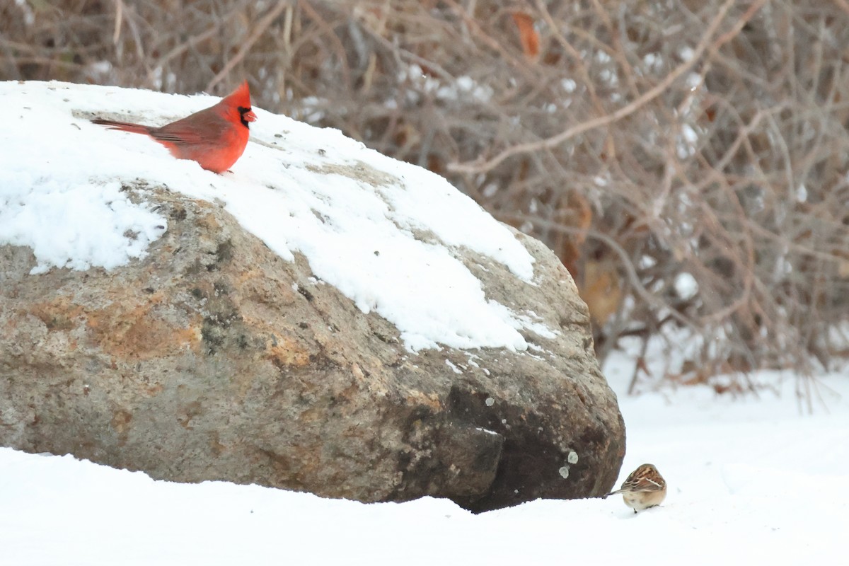 Northern Cardinal - ML646877006