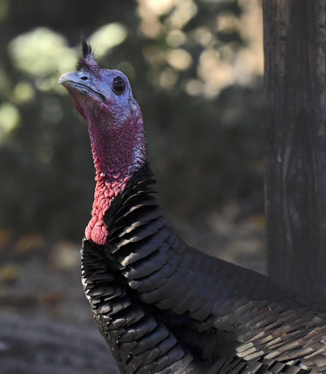 シチメンチョウ - ML646877007