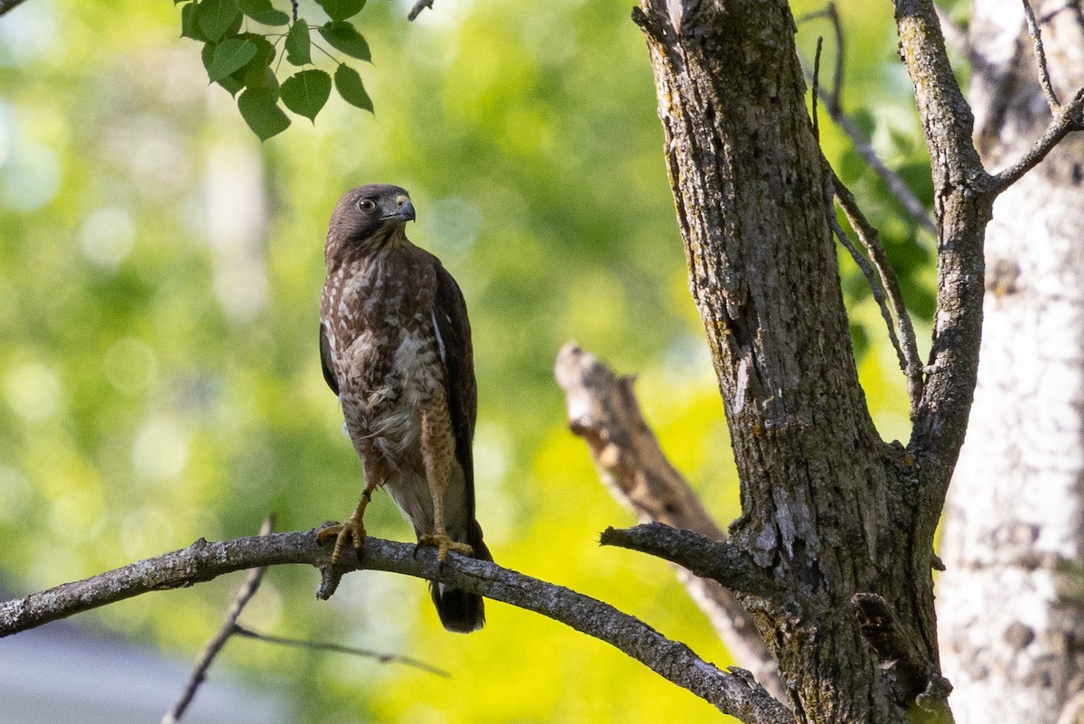Broad-winged Hawk - ML646877008