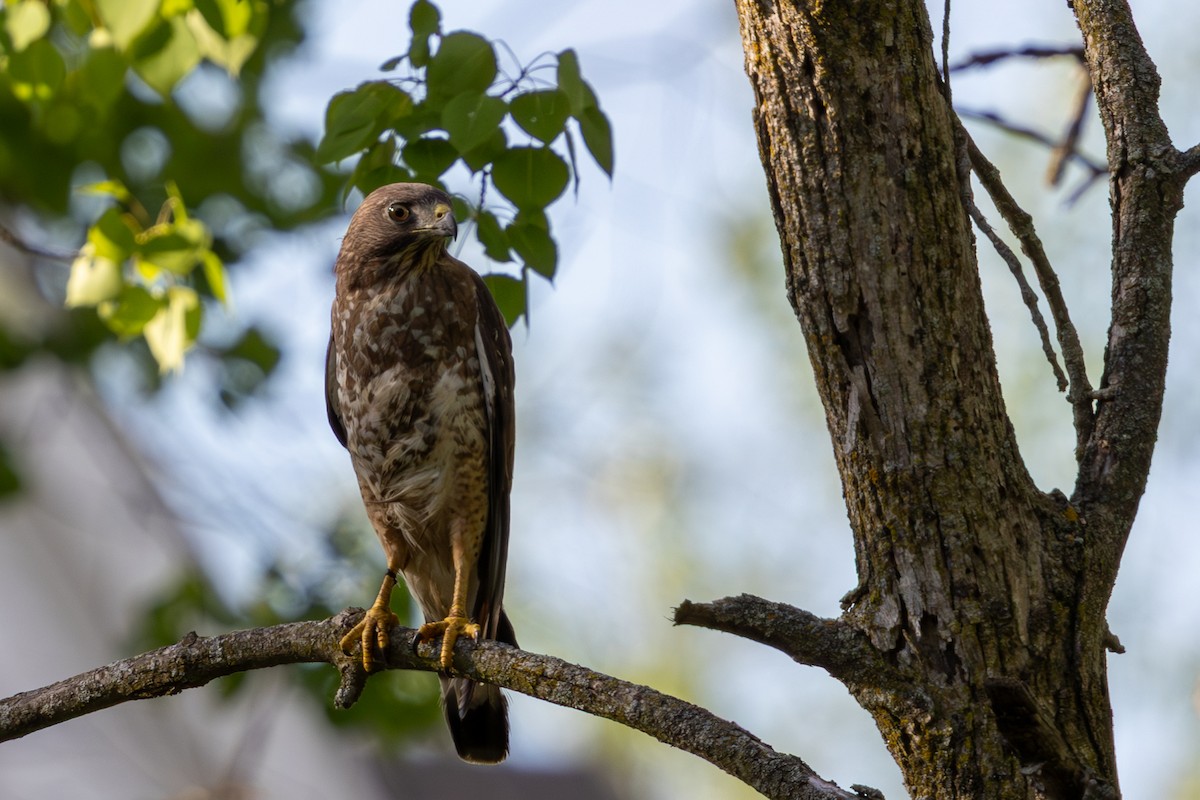 Broad-winged Hawk - ML646877009