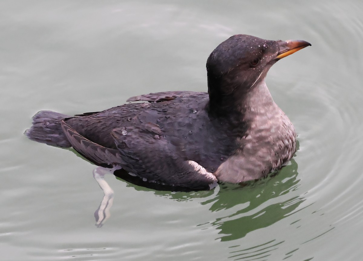 Alca Unicórnea - ML646877011