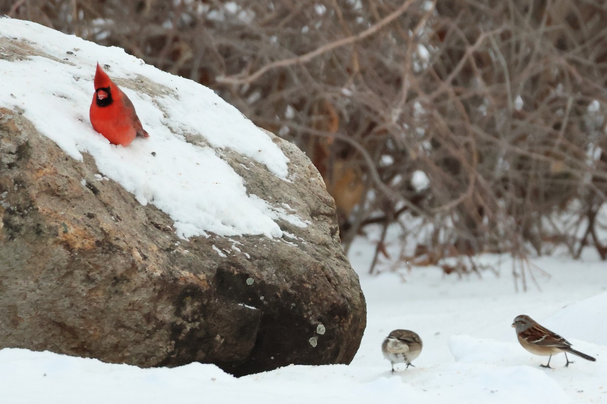 Northern Cardinal - ML646877016