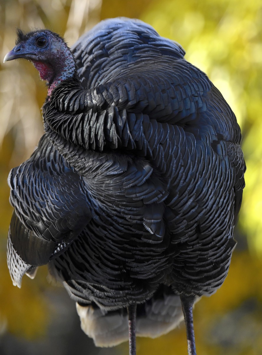 シチメンチョウ - ML646877017