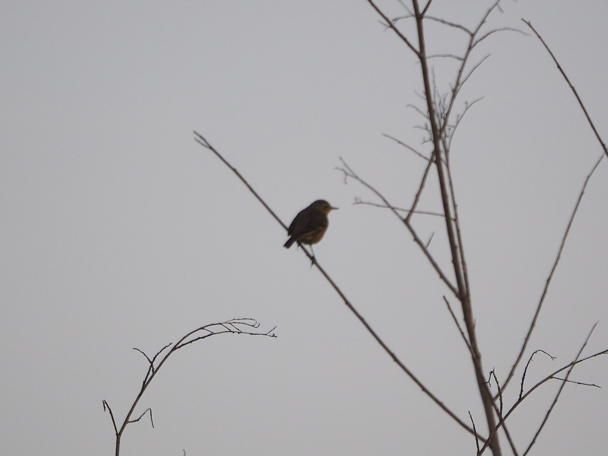 American Pipit - ML646877019