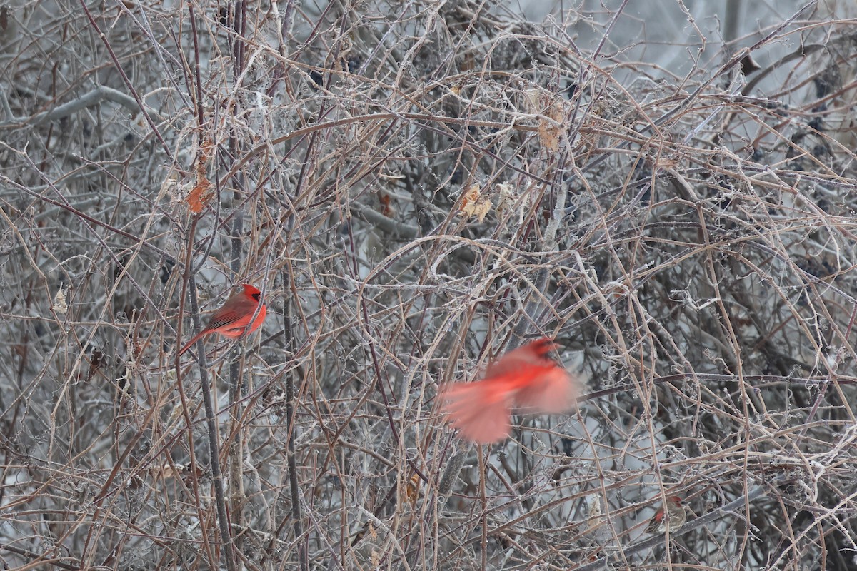Northern Cardinal - ML646877020