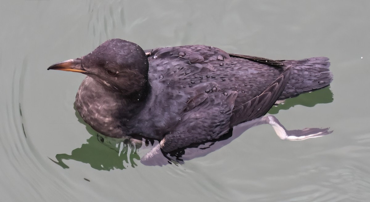 Alca Unicórnea - ML646877029