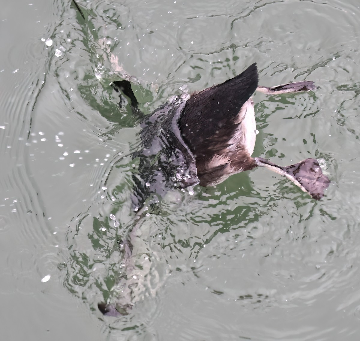 Alca Unicórnea - ML646877030