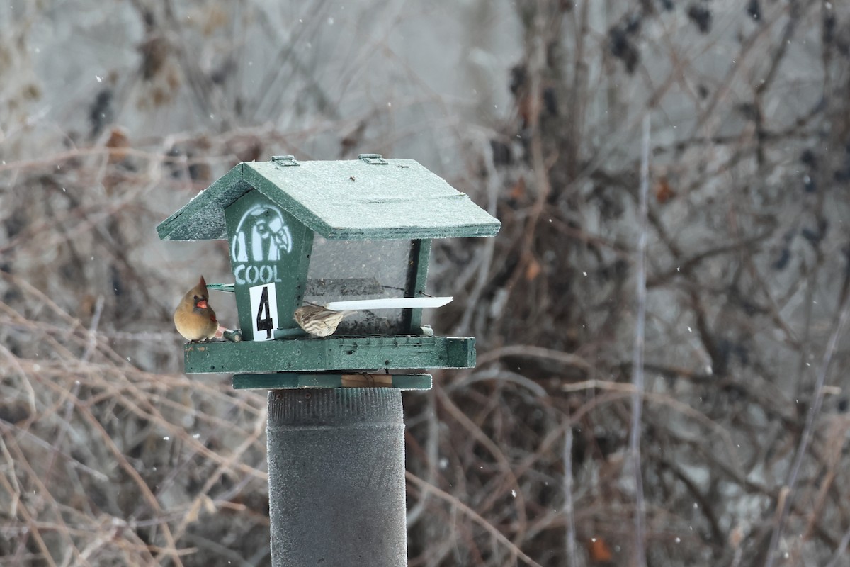 Northern Cardinal - ML646877031