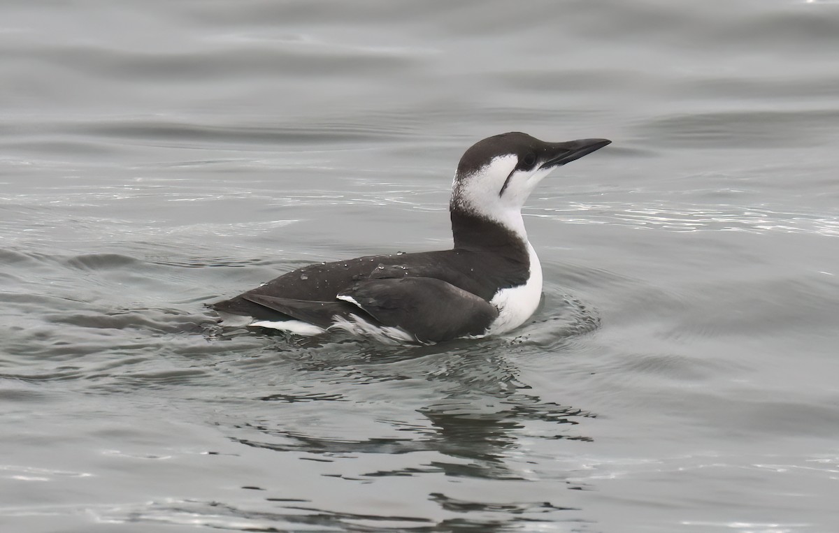 Arao Común - ML646877034