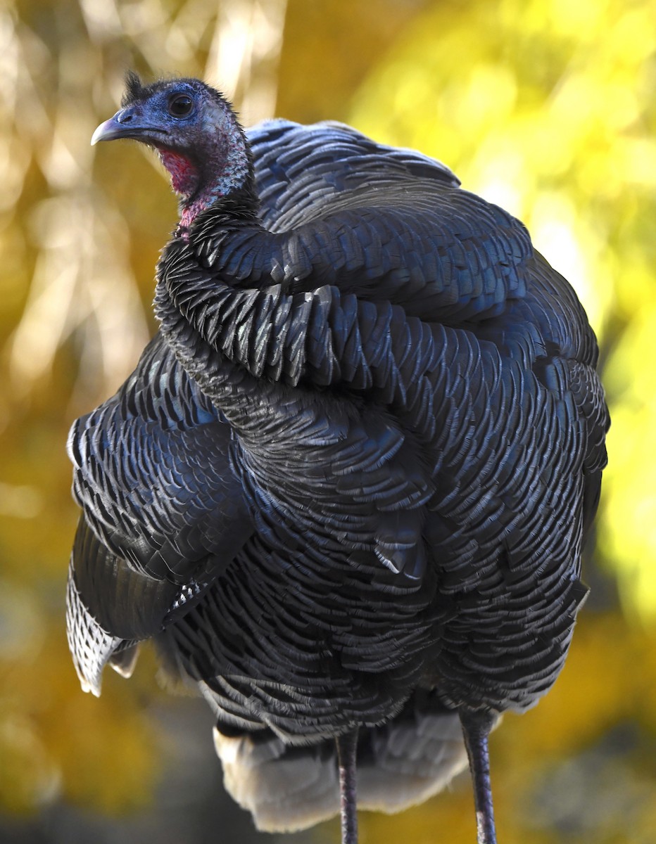 シチメンチョウ - ML646877037