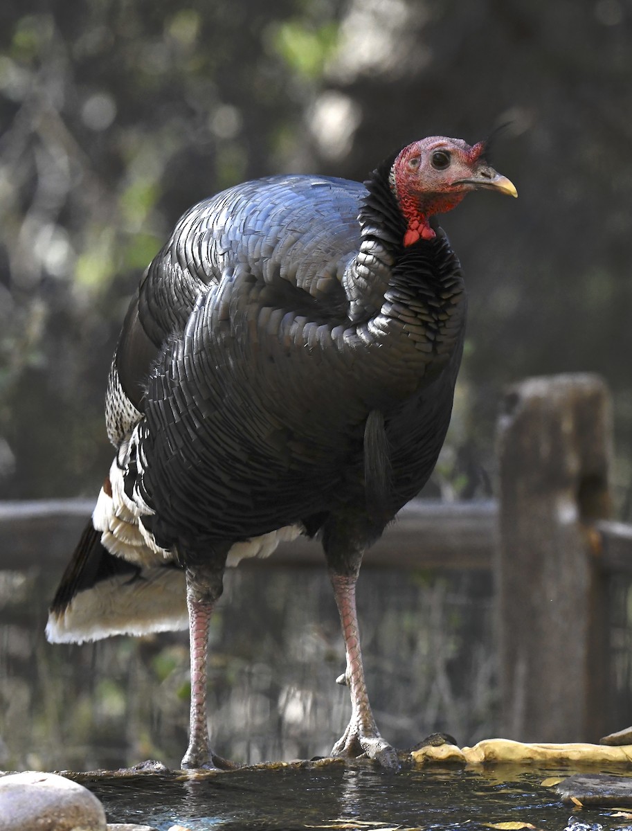 シチメンチョウ - ML646877046